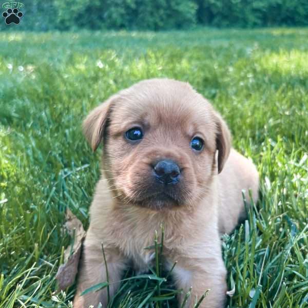 Star, Fox Red Labrador Retriever Puppy